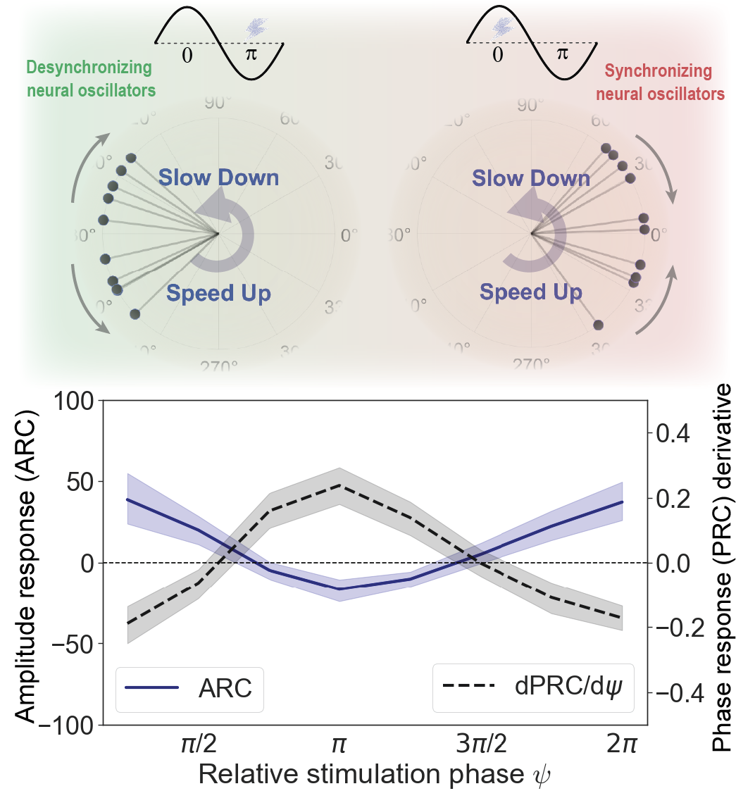 Network response to phase-locked stimulation is predicted with a model of coupled neural oscillators and supported by experimental data.