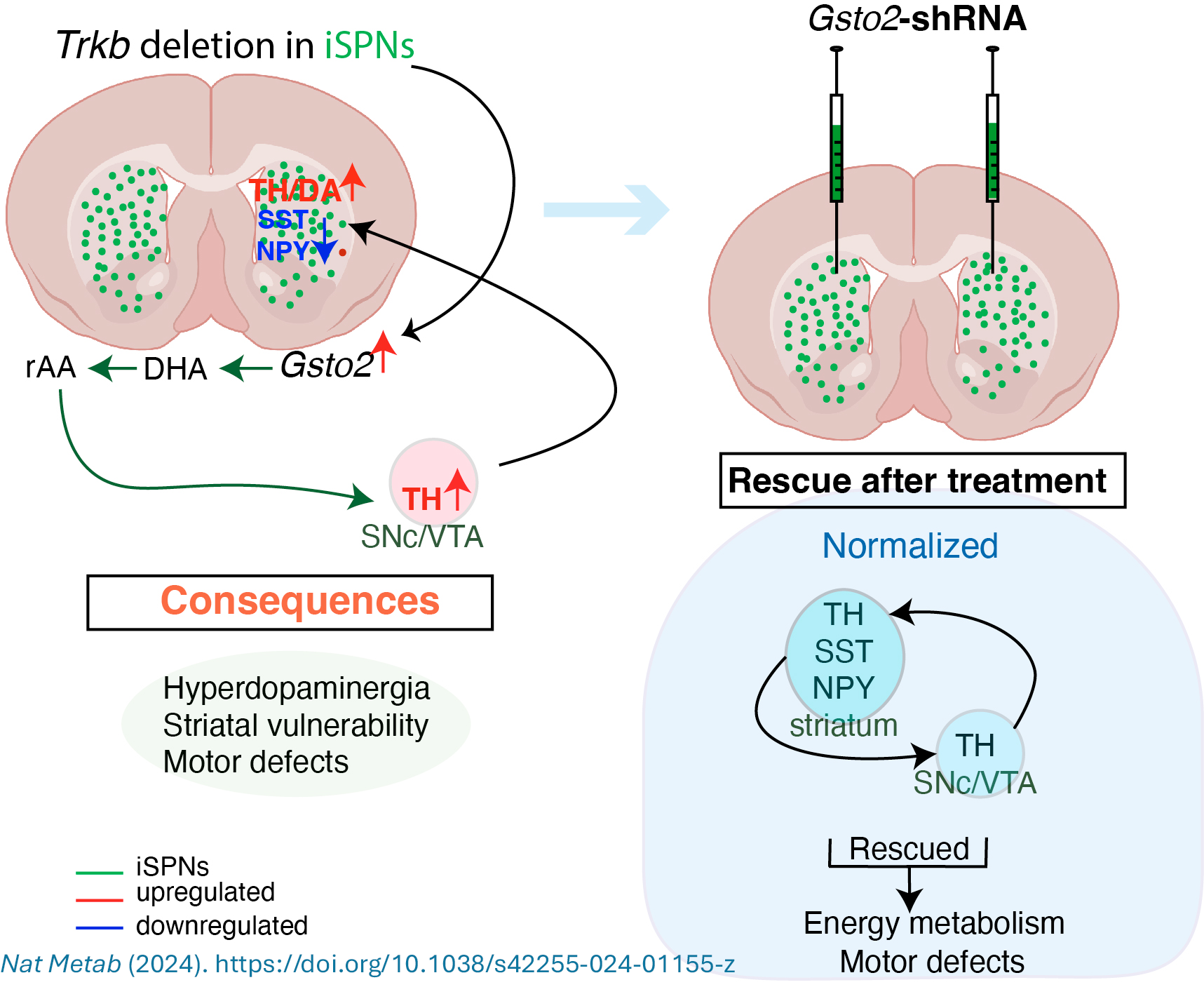 Graphical abstract of Malik et al. 2024 Nat Metab. PMC11599059