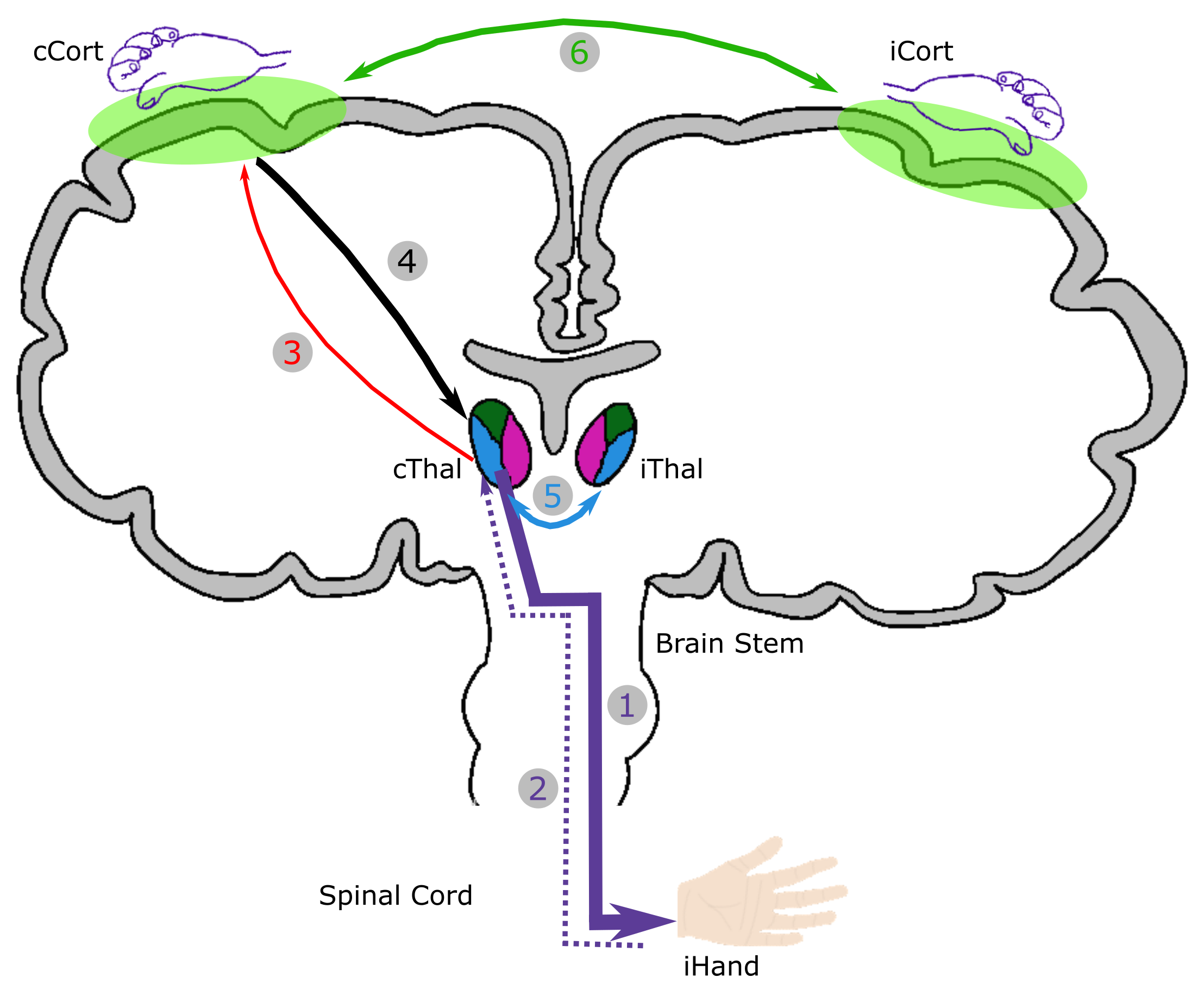 Cortico-thalamic tremor circuits