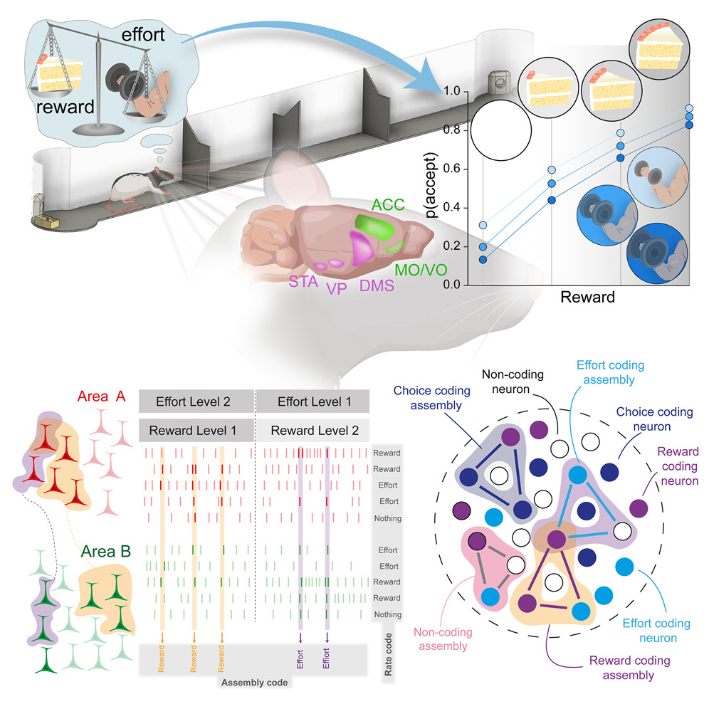 visual abstract for the paper, showing a rat in a reward task on a linear track. The lower half shows cells firing in patterns, and a diagram of cell assemblies.