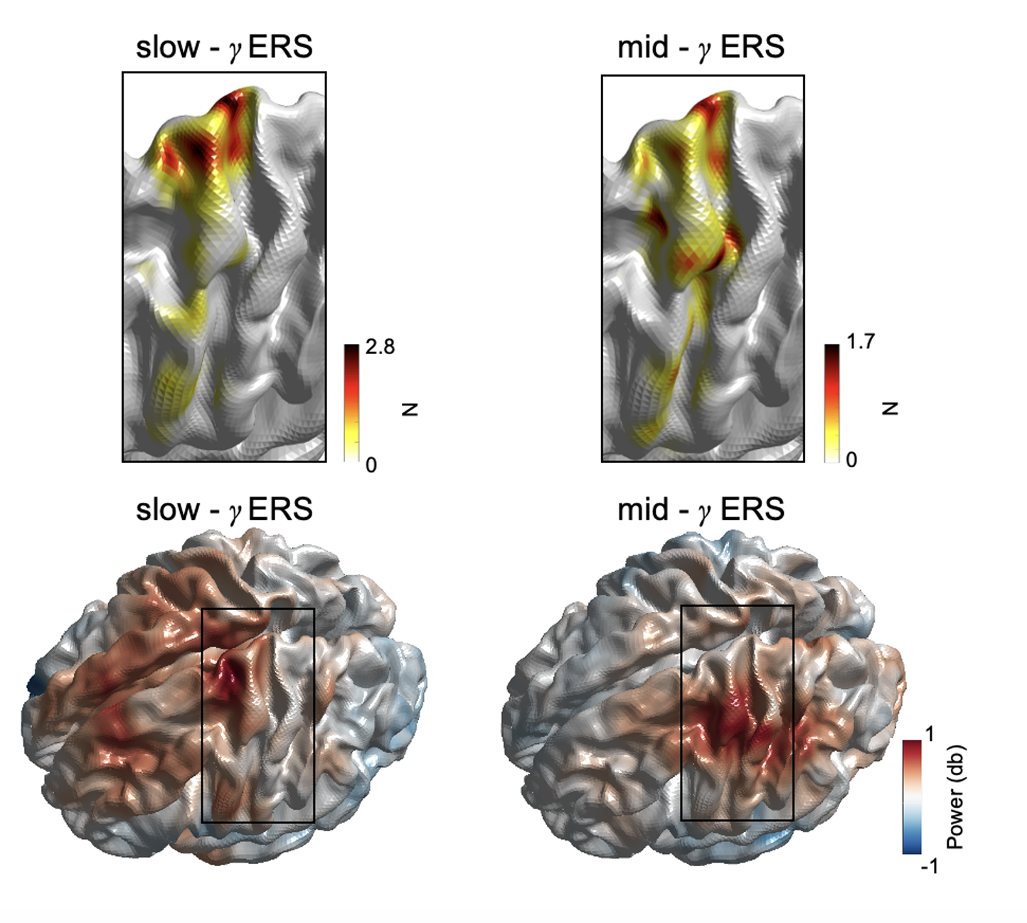 Top: two zoomed-in pictures of the sensorimotor brain areas in grey, with some areas highlighted in red. Bottom: two images of brains viewed from above with some areas in blue and some in red