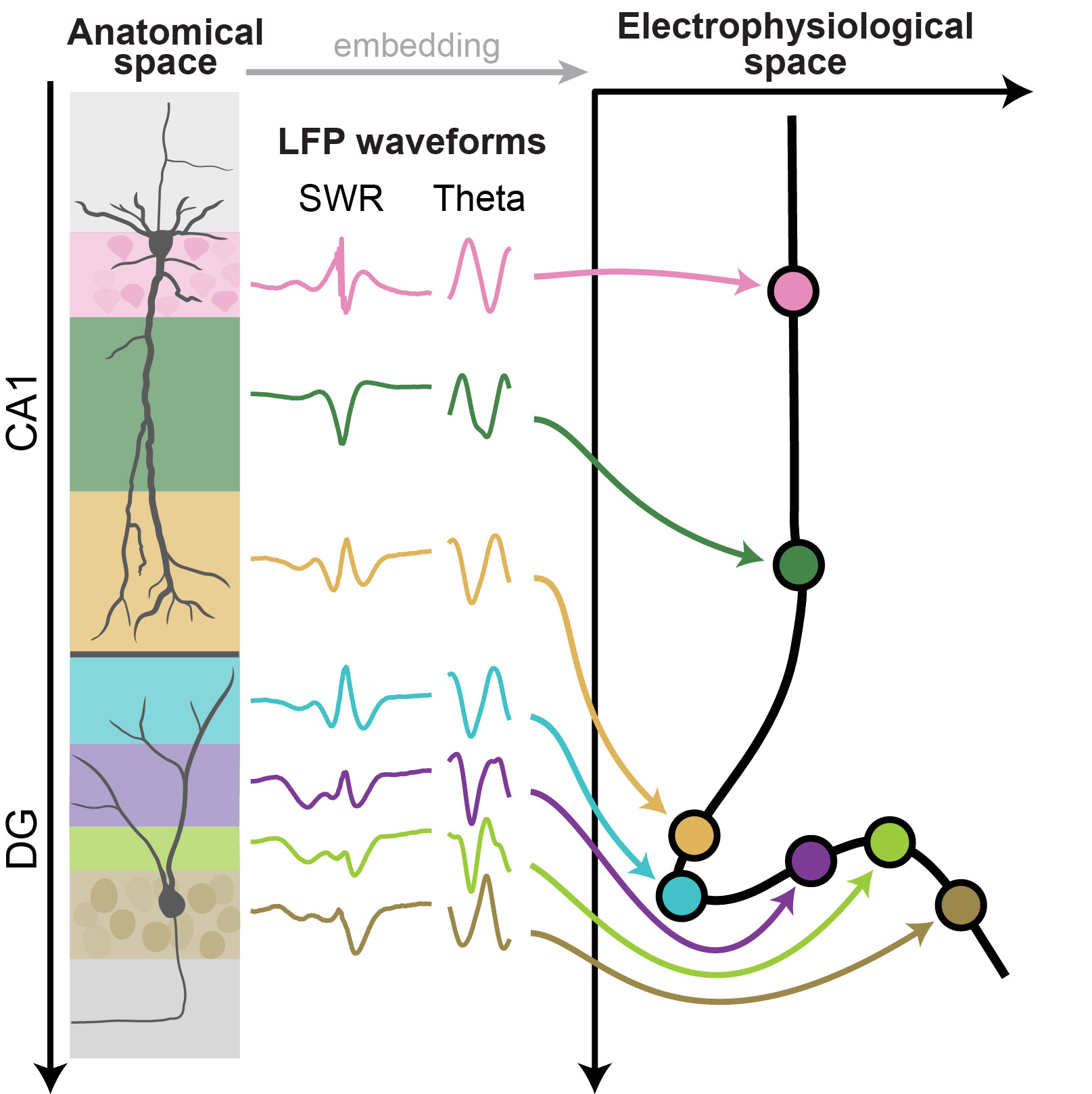 a low-dimensional embedding to map the hippocampal CA1-DG axis using electrophysiological signals