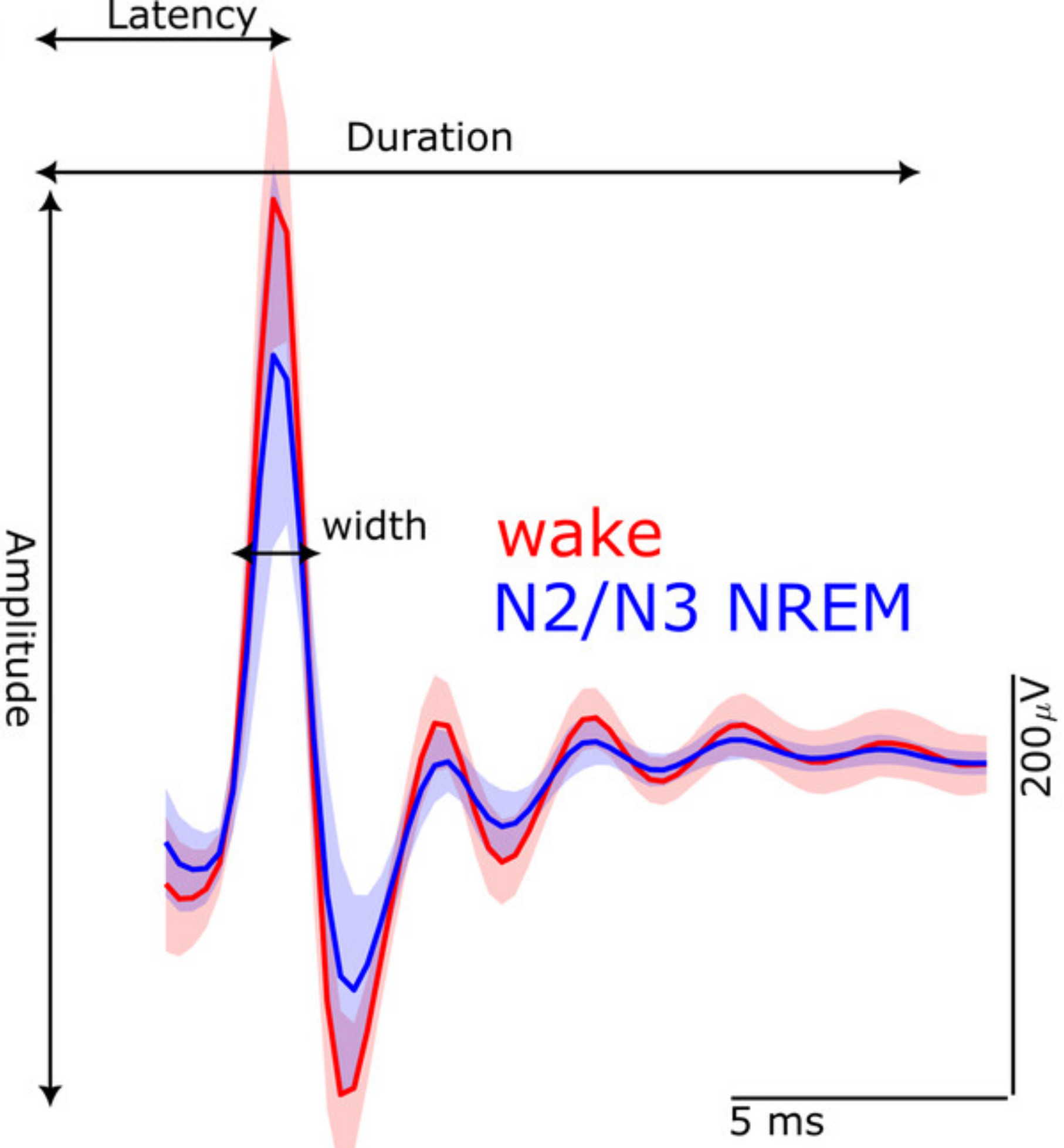 Evoked resonant neural activity (ERNA) Is modulated by sleep