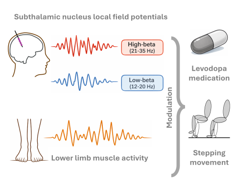 A diagram of the study design.