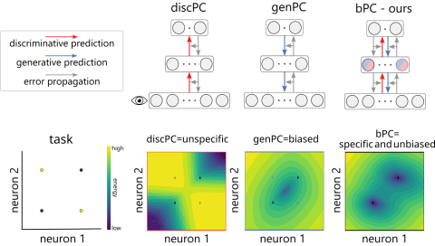 summary of the paper's neural networks