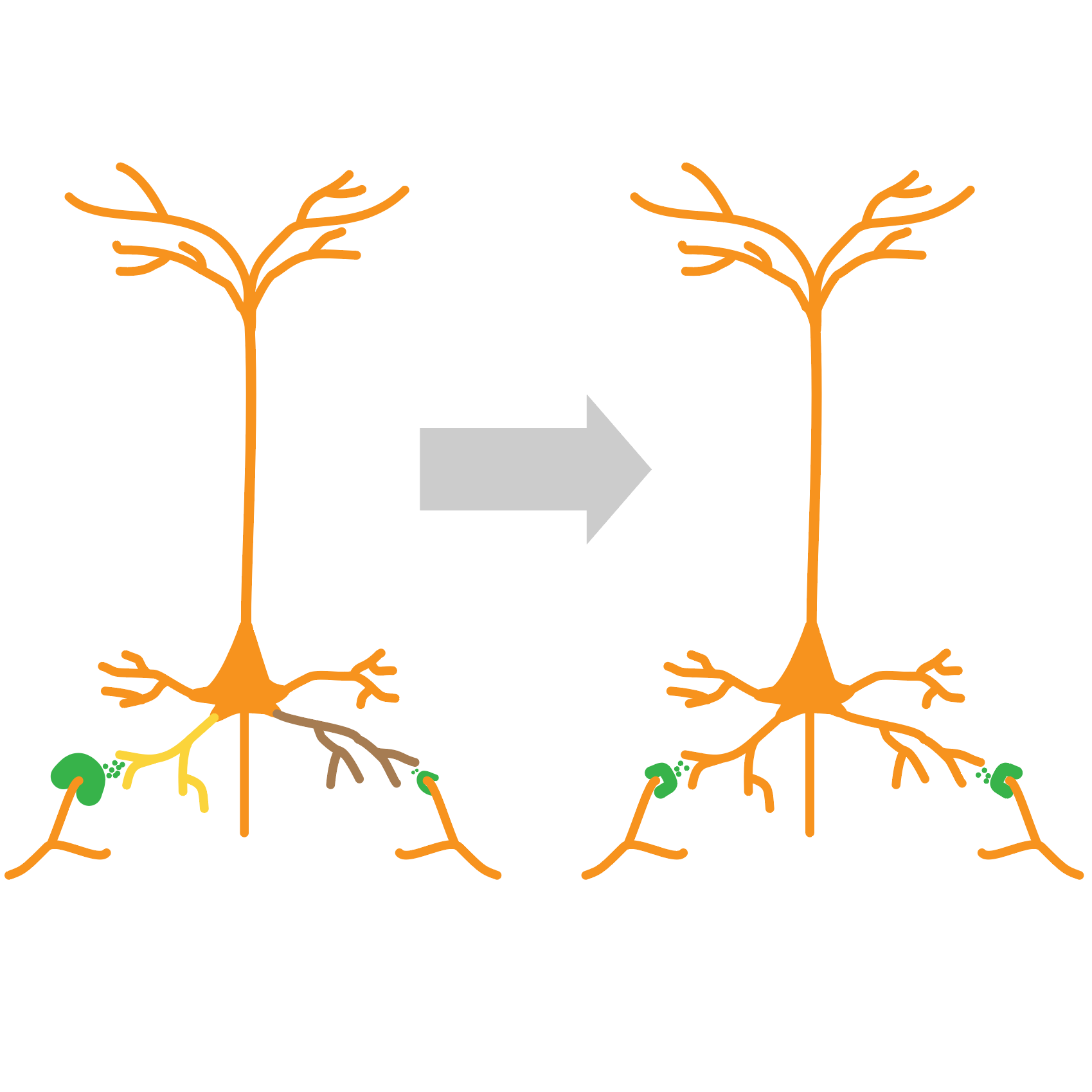 Cartoon of two nerve cells.